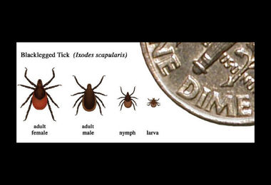 tick life stages medium crop